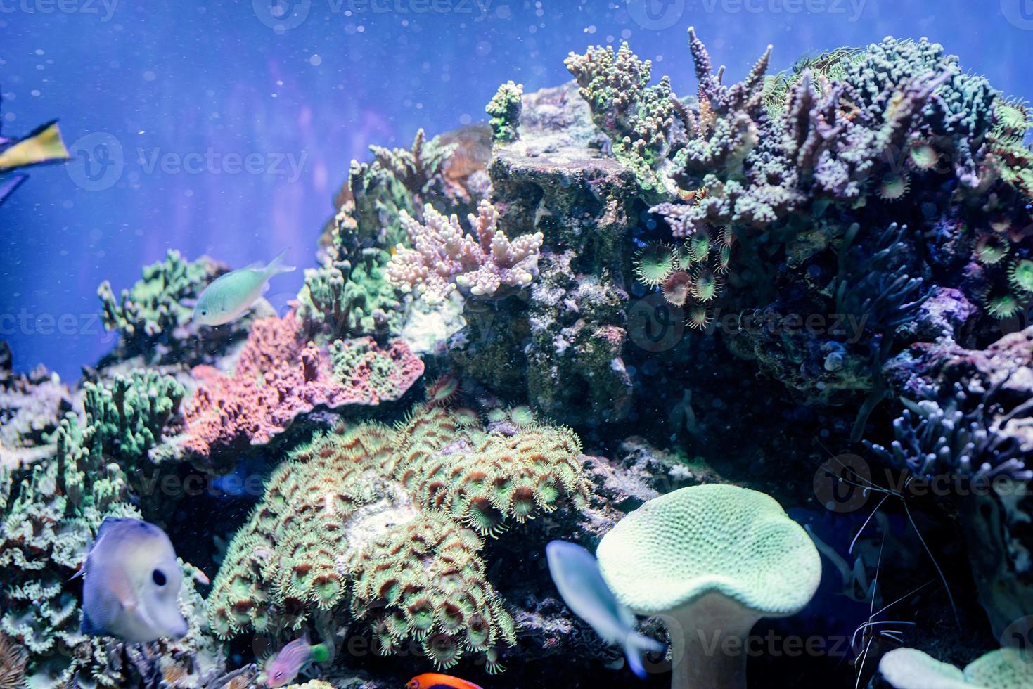 Imagen submarina de plantas marinas y algas en el mar. foto