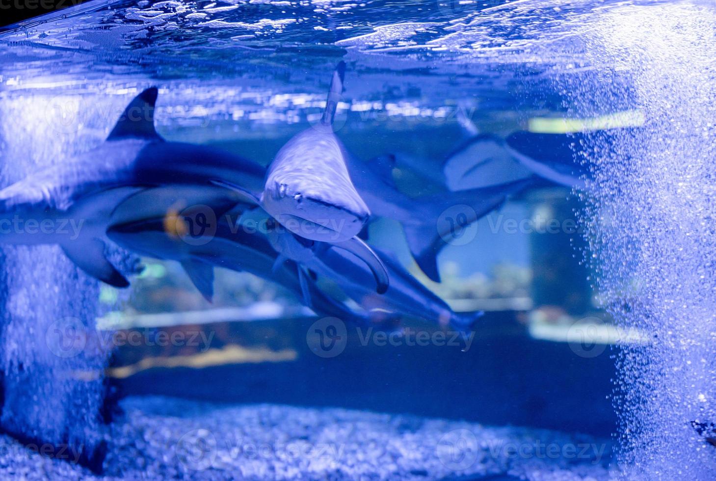 Imagen submarina de pequeños tiburones nadando en el acuario en el Oceanario foto