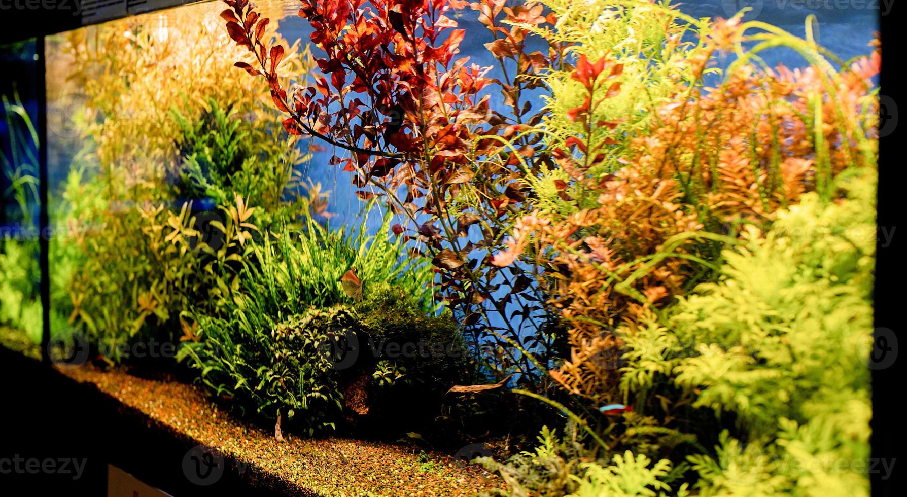 Aquariums with fish in oceanarium photo