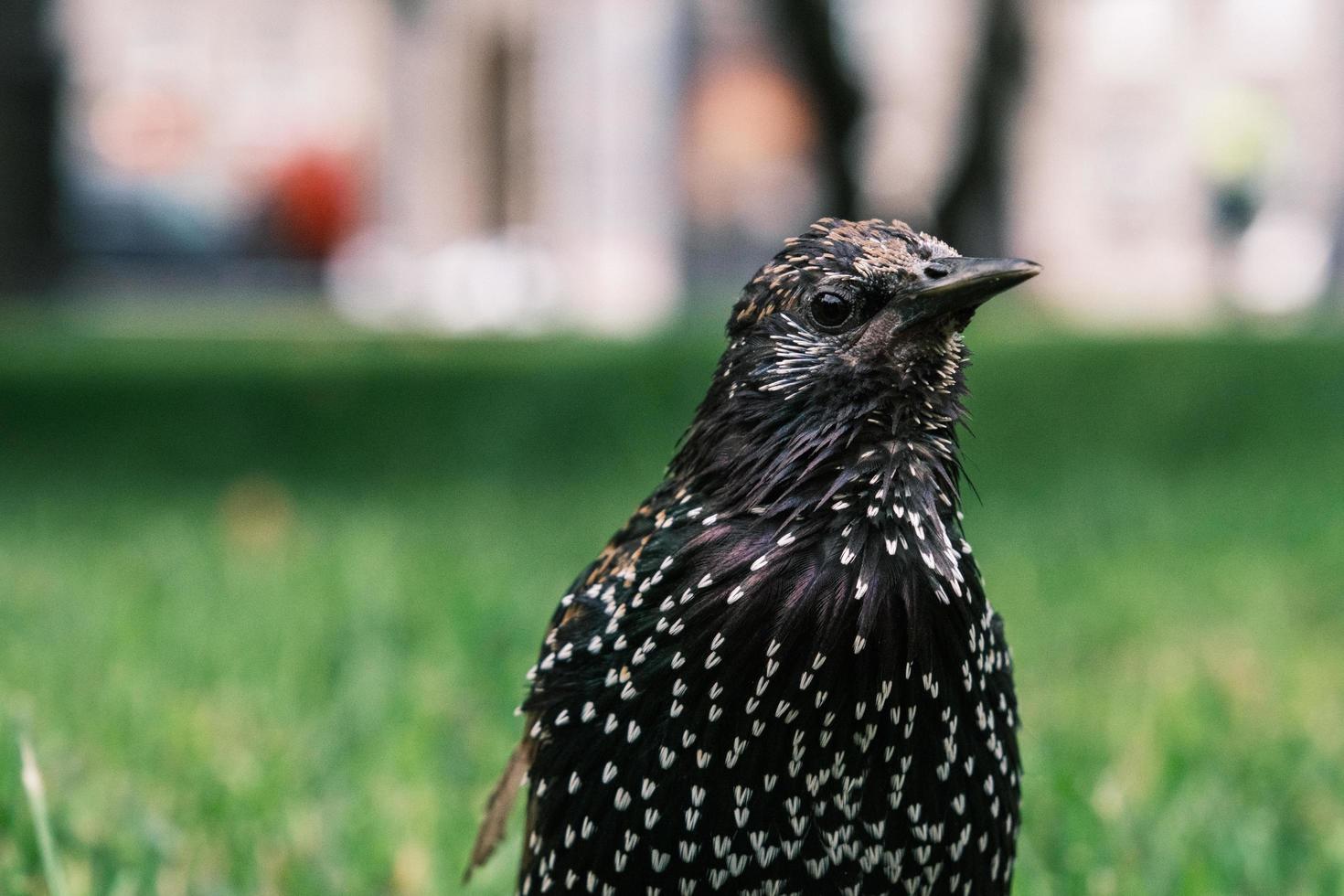 Common starling bird on green grass photo