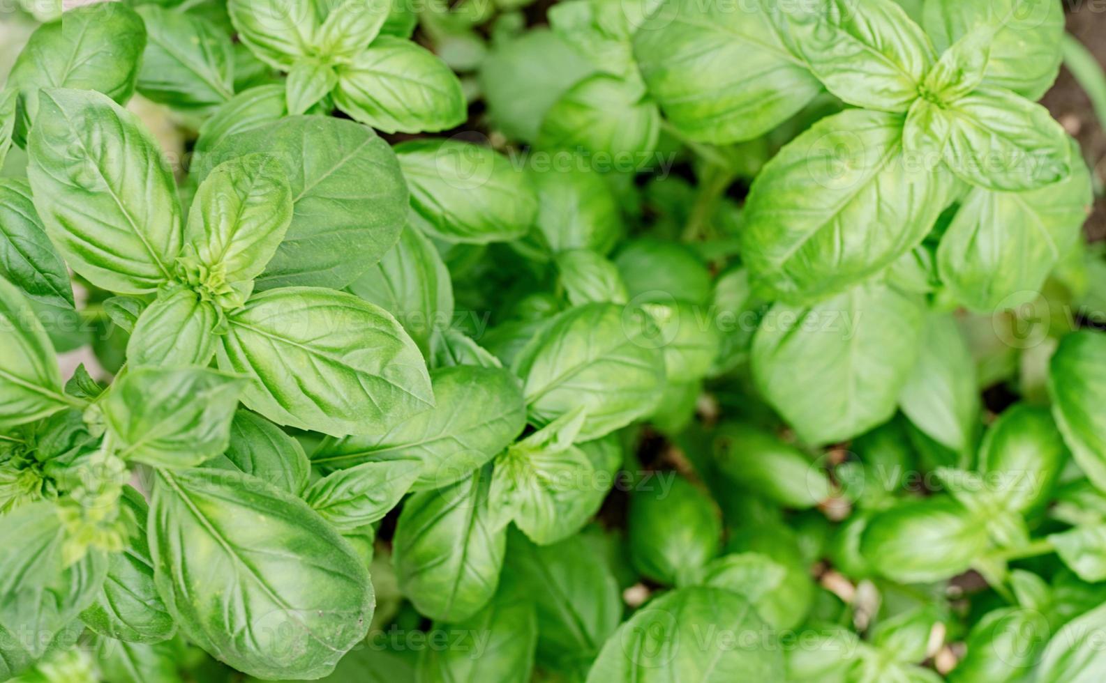 albahaca fresca en el jardín o invernadero foto