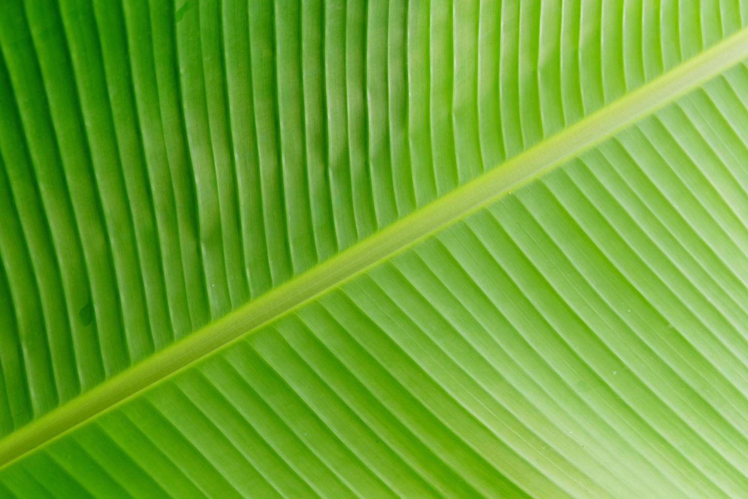 Banana leaf texture photo