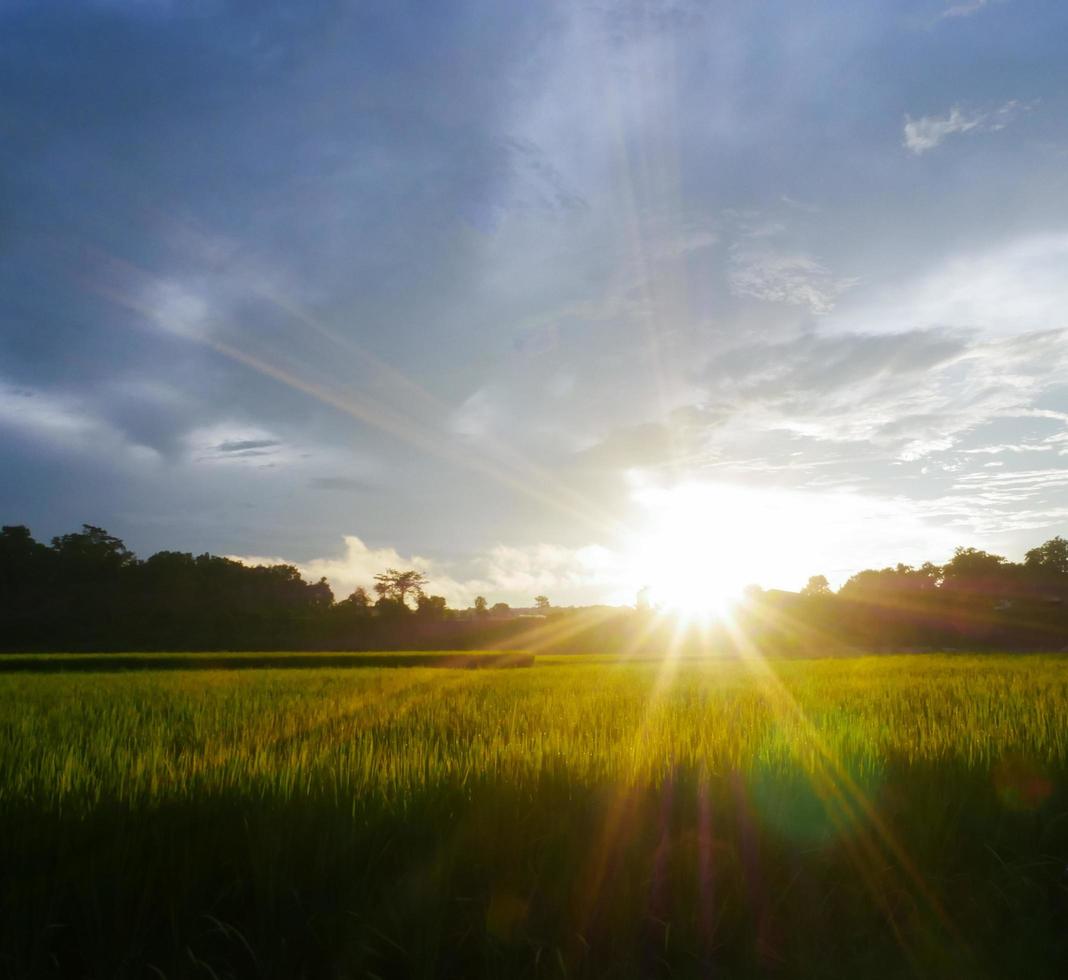 campo de arroz verde temporada de lluvias y puesta de sol foto