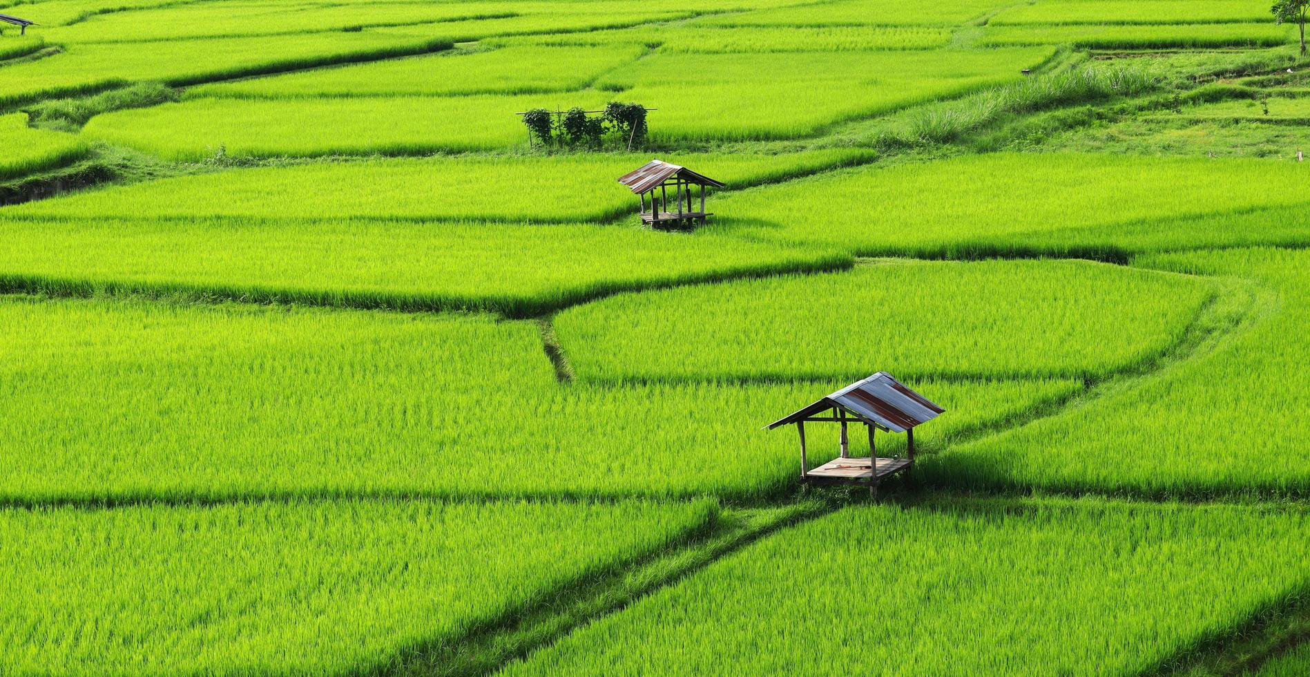 Green rice fields in the rainy season photo