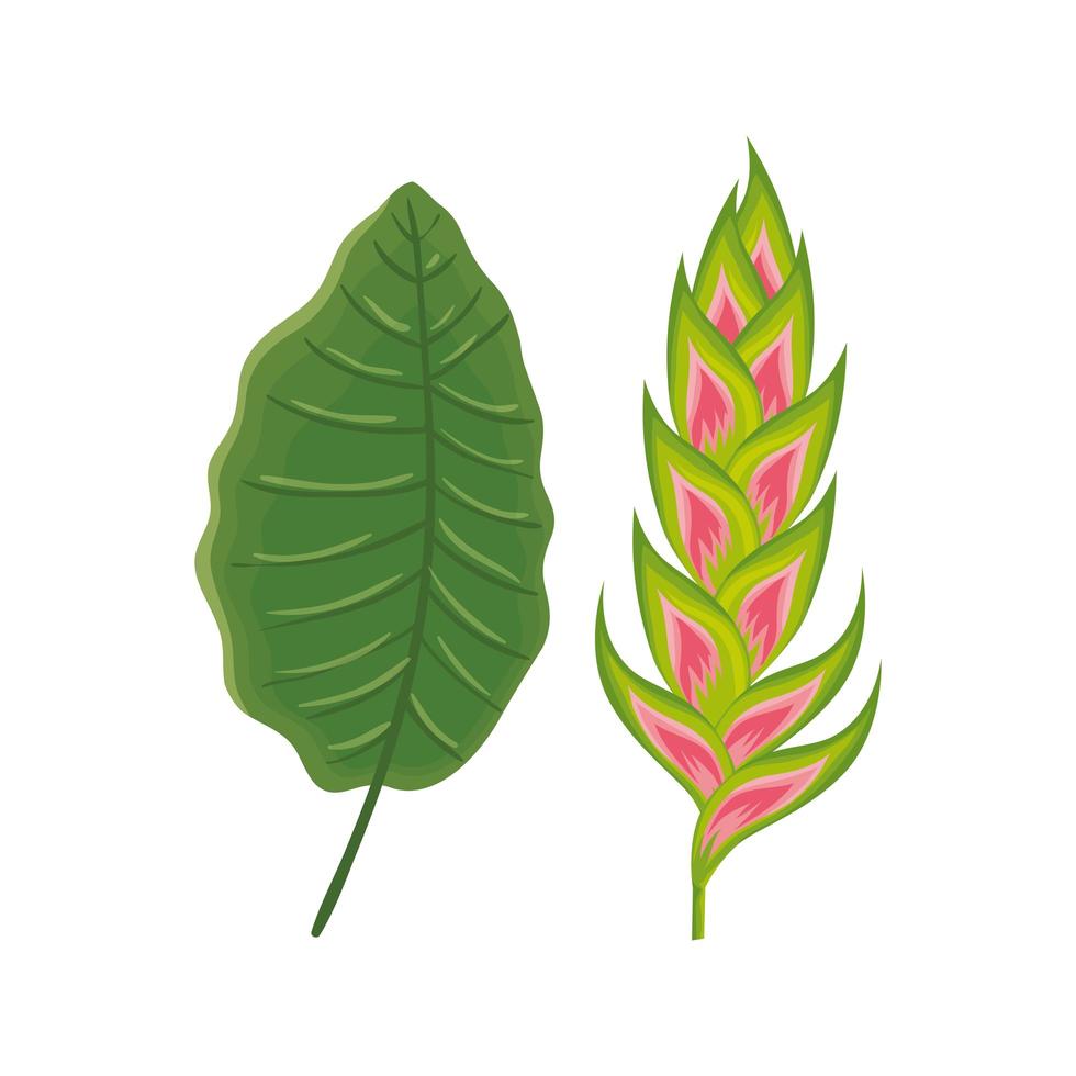 flower heliconia with leaf isolated icon vector