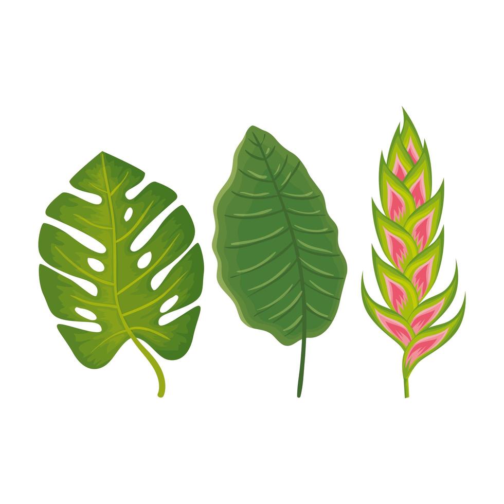 flower heliconia with leafs isolated icon vector