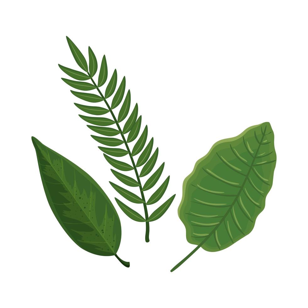 leafs nature tropical isolated icon vector