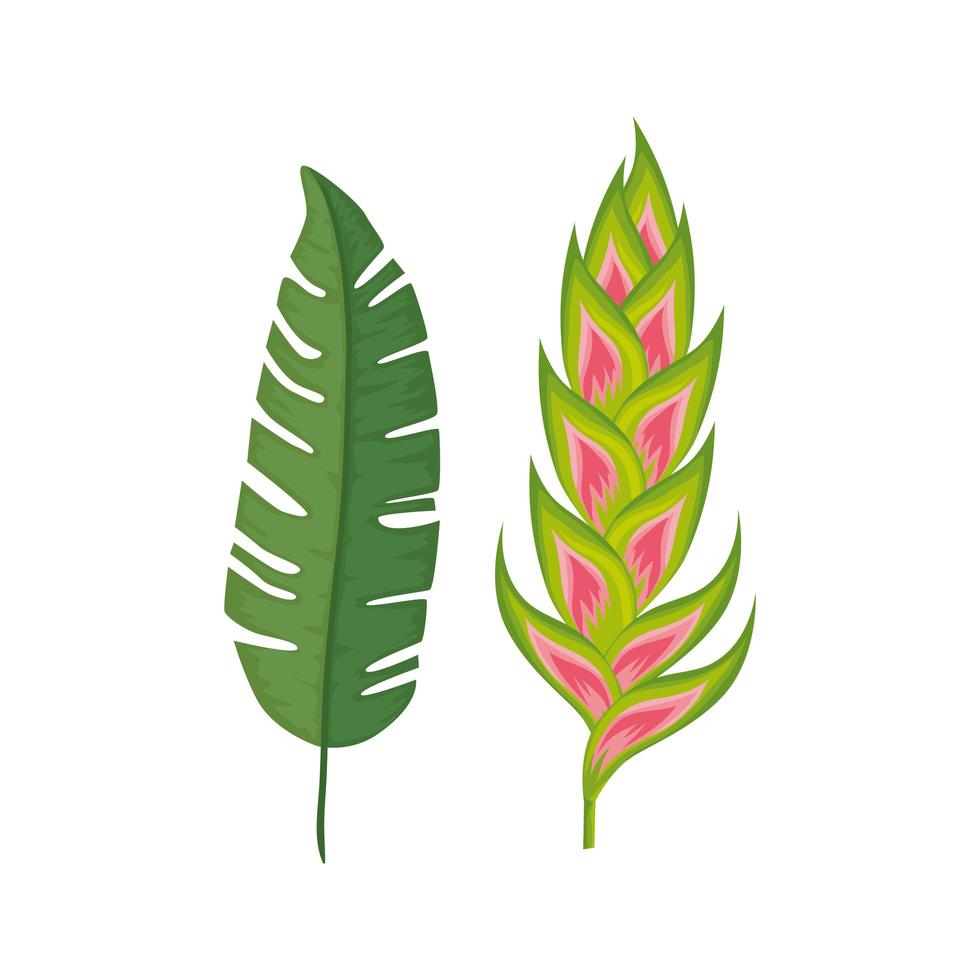 flower heliconia with leaf isolated icon vector