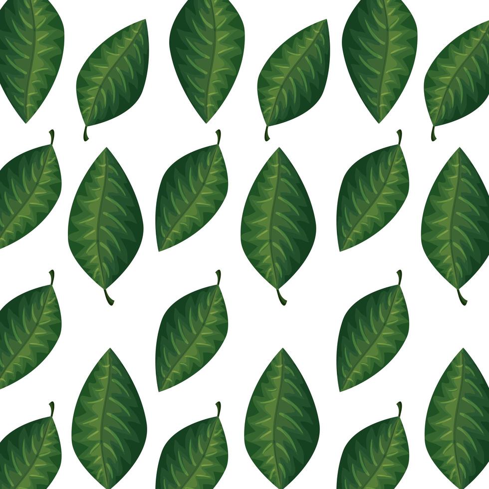 background of leafs tropical natural vector