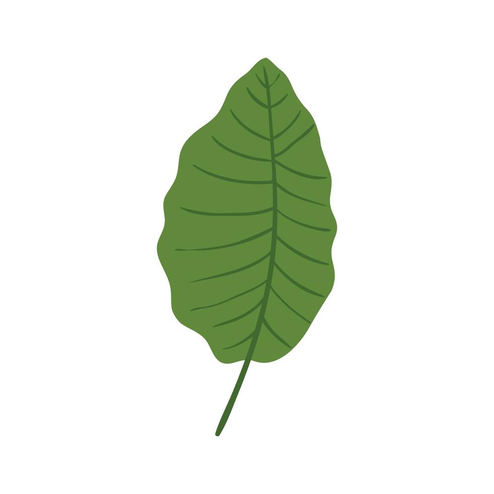 leaf nature tropical isolated icon vector