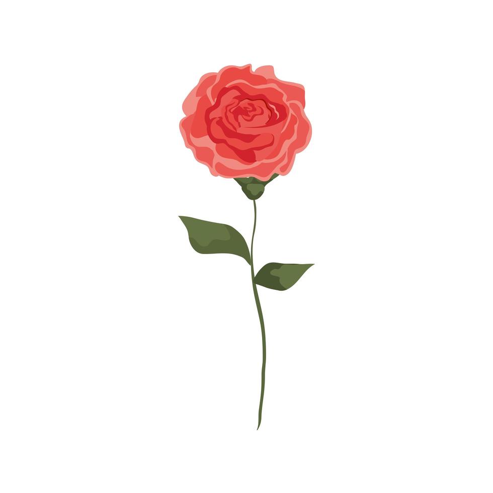 cute rose with branch and leafs isolated icon vector