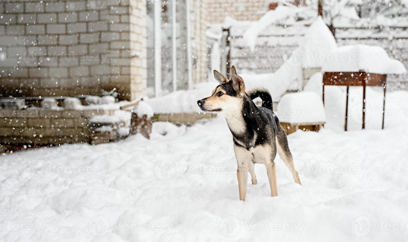 Hermoso perro de raza mixta jugando en la nieve en el patio trasero foto