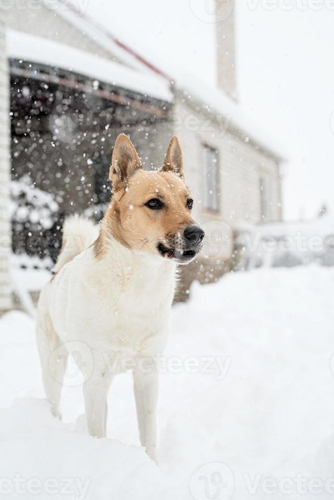 Hermoso perro de raza mixta jugando en la nieve. foto