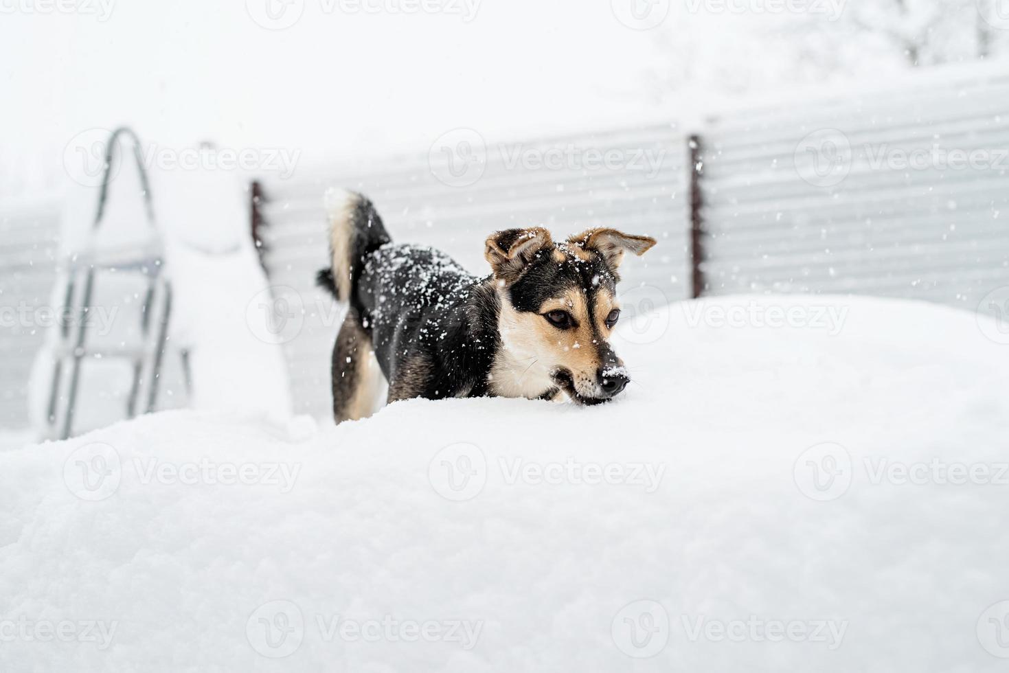 Adorable mixed breed dog playing in the snow in the backyard photo