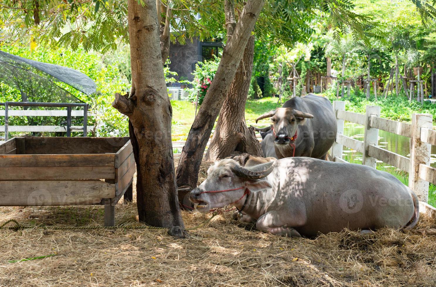 Buffalo lying on the ground photo