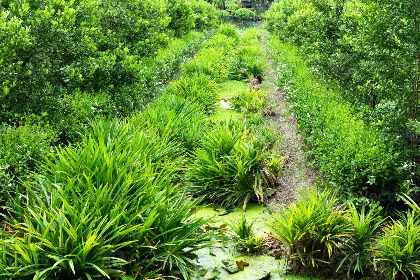 Planta de pandan verde en el jardín foto