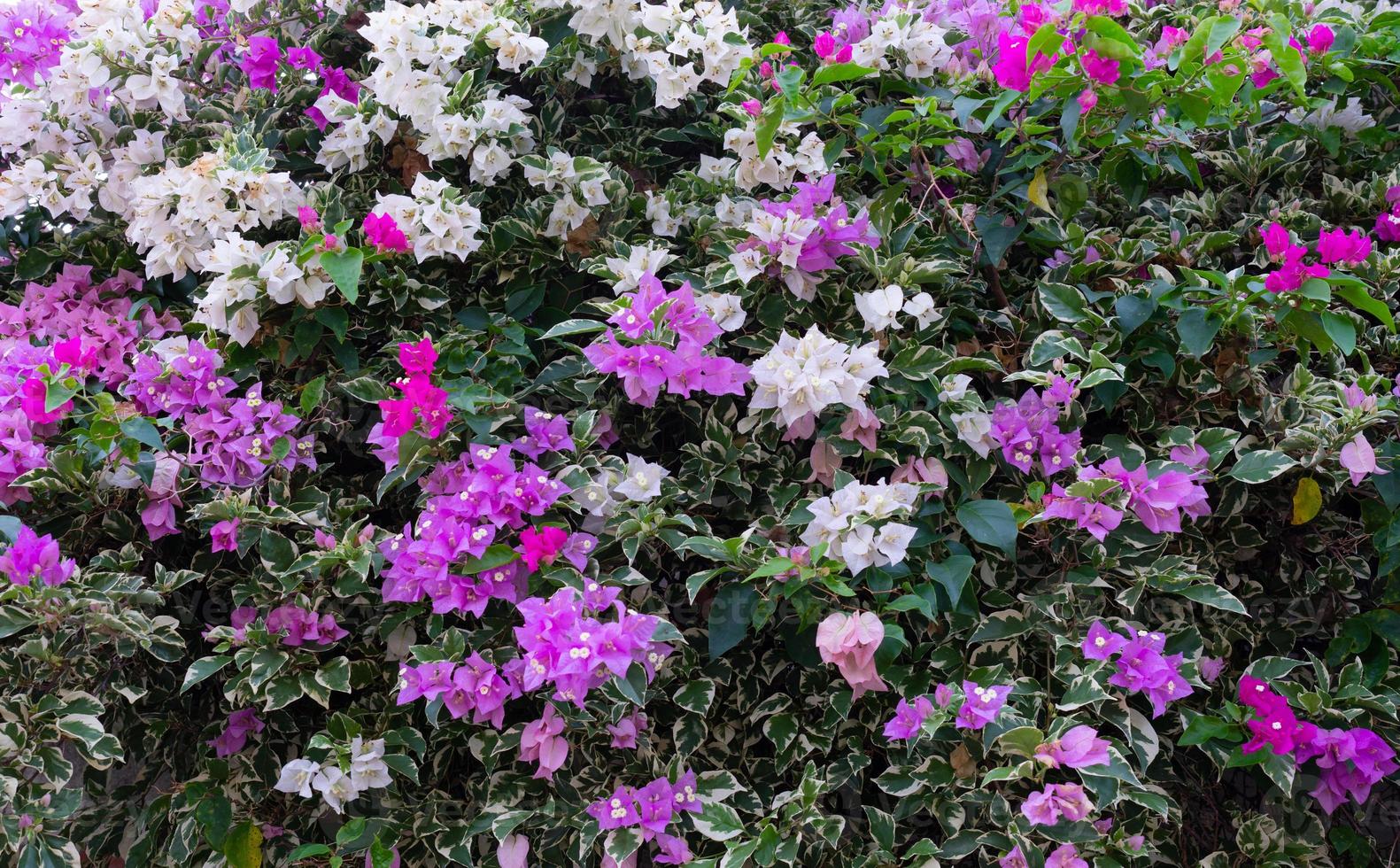 Hermosas flores de buganvilla rosadas y blancas. foto