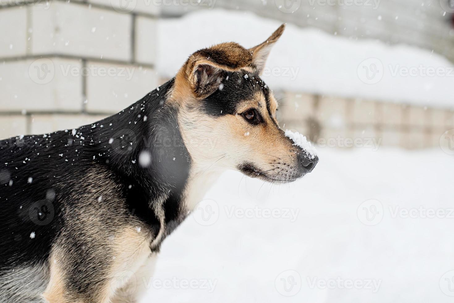 Adorable mixed breed dog playing in the snow in the backyard photo