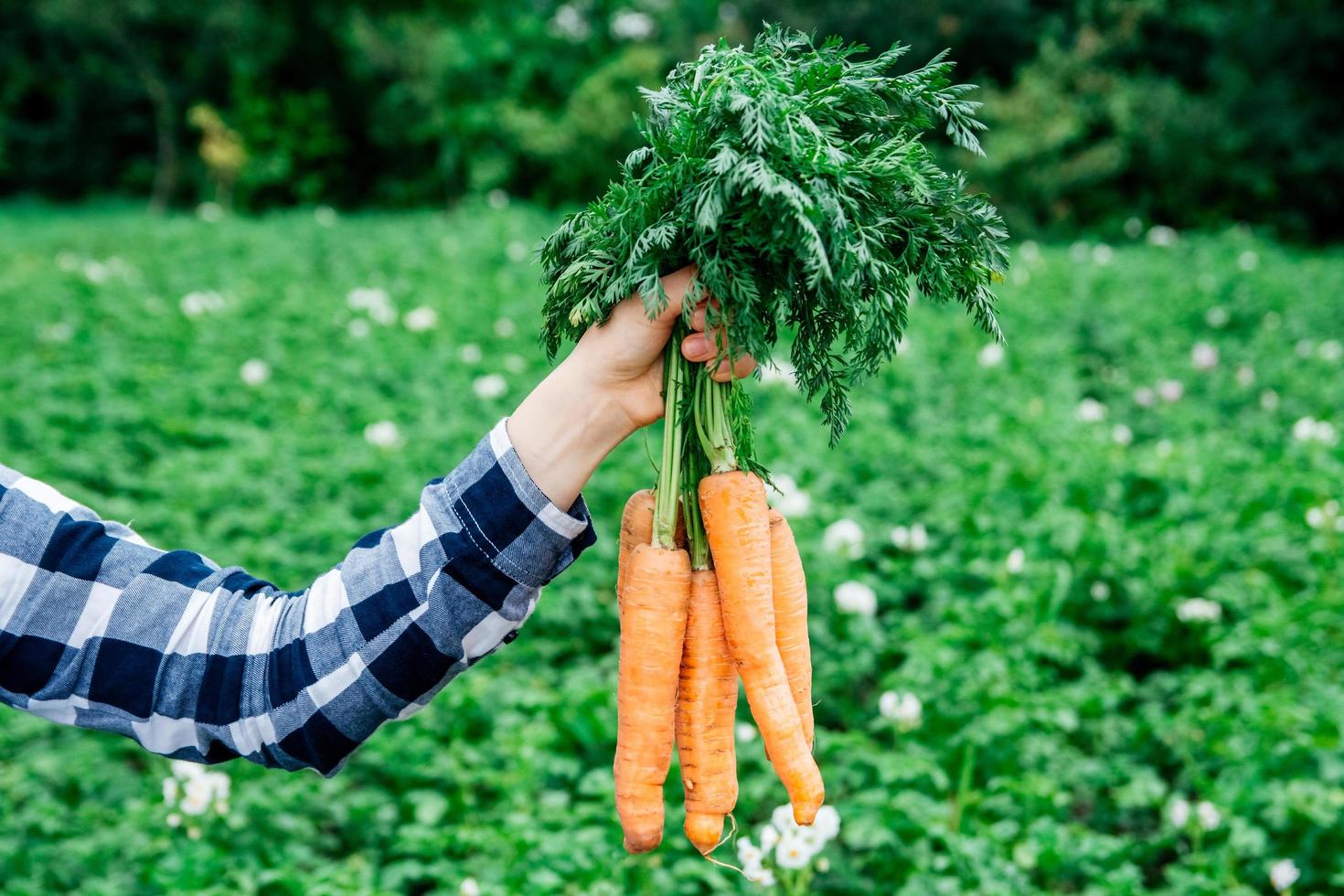 persona sosteniendo zanahorias foto