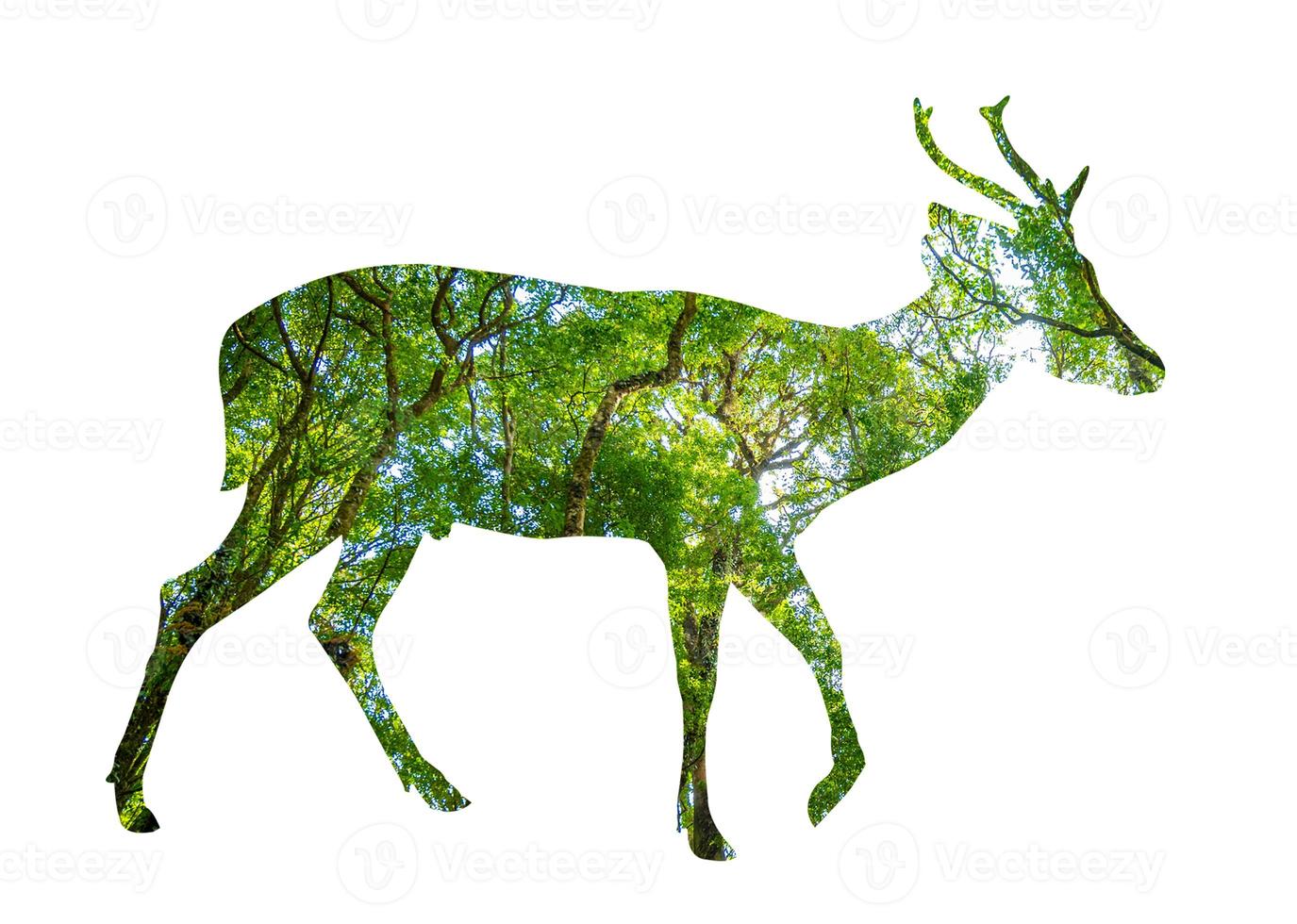 Forest silhouette in the shape of a wild animal photo