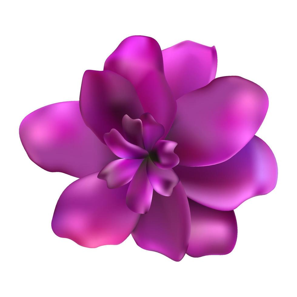 colorida flor rosa sobre fondo blanco. ilustración vectorial vector