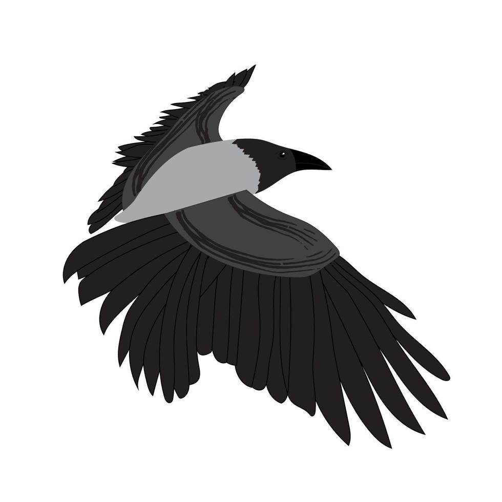 imagen de cuervo aislada sobre fondo blanco. ilustración vectorial vector
