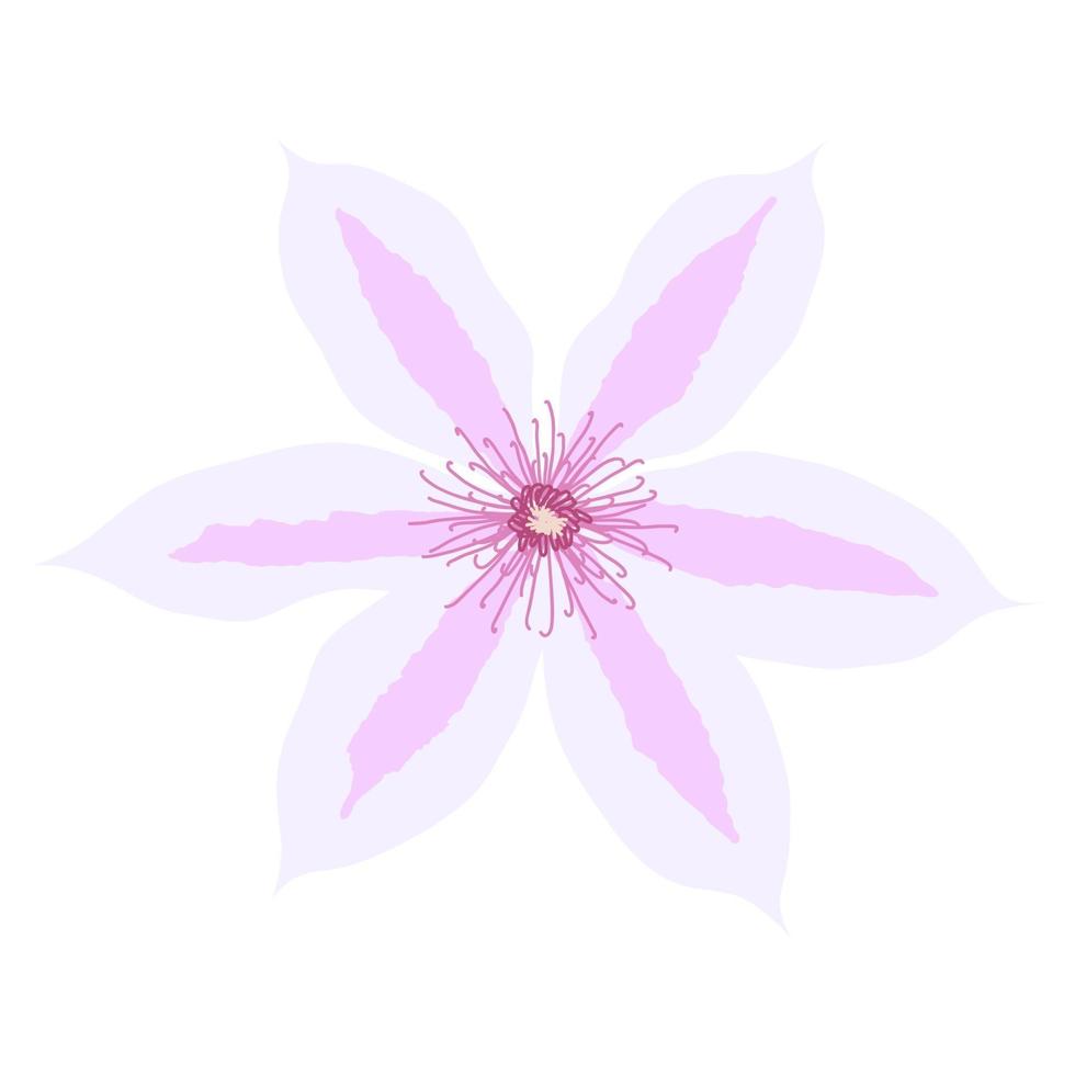 Beautiful clematis flower on white background. Vector Illustration