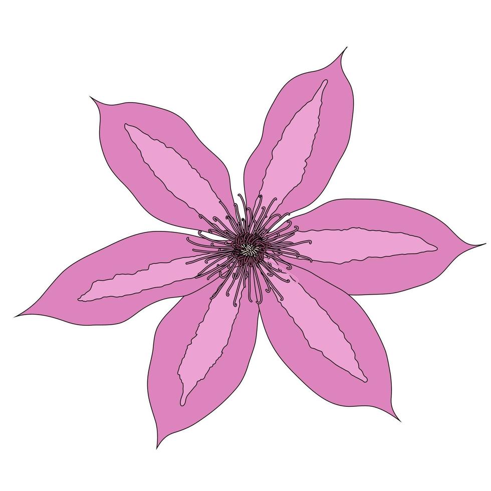 Beautiful clematis flower on white background. Vector Illustration