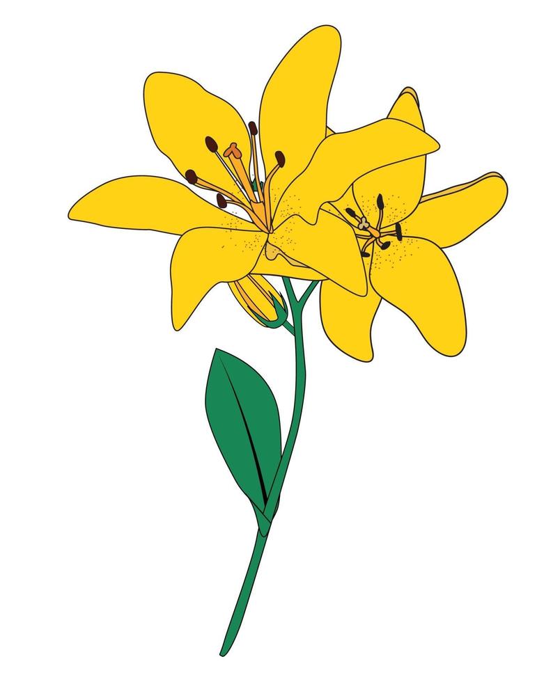 Abstract Hand Drawn Lilly flower. Vector Illustration