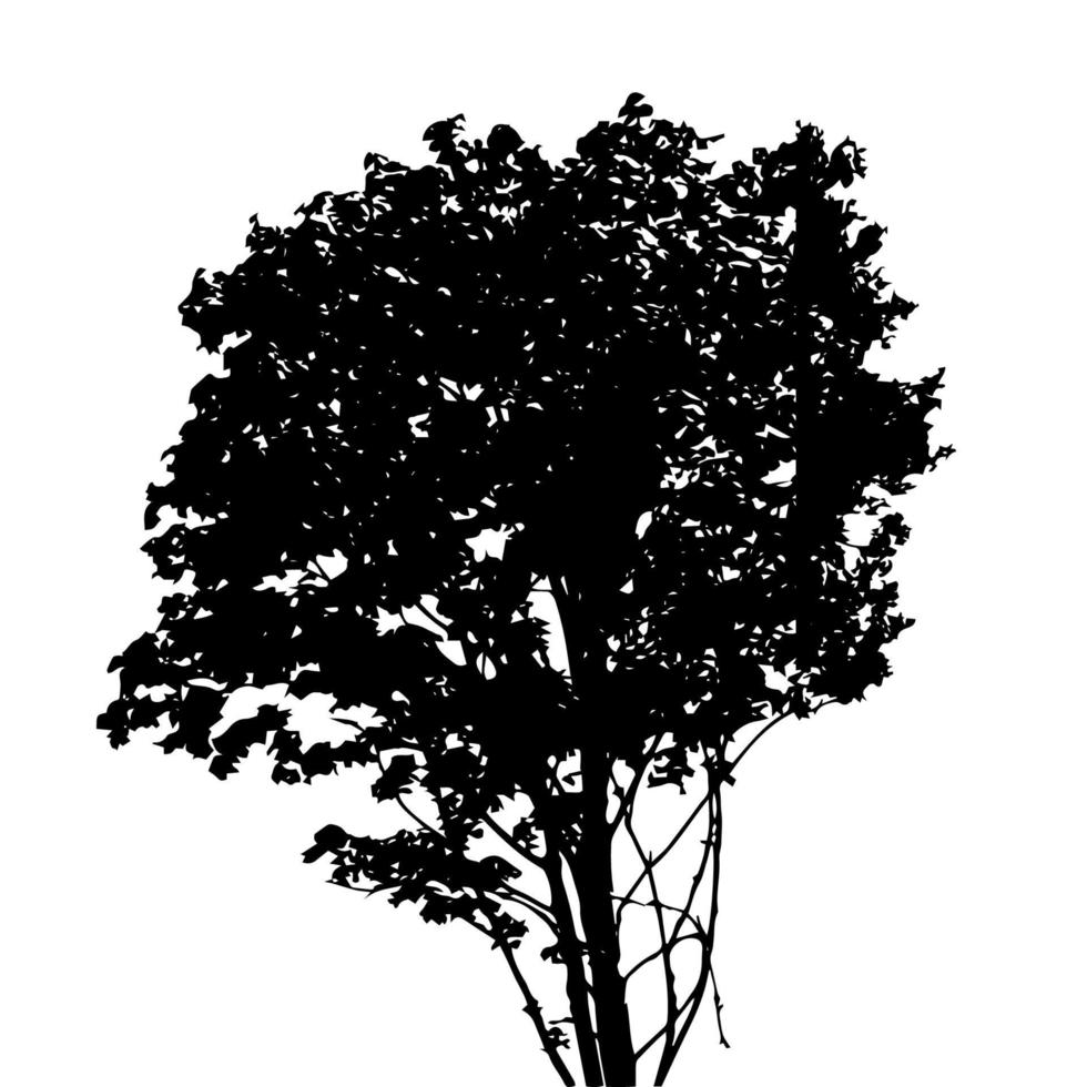 Tree Silhouette Isolated on White Backgorund. vector