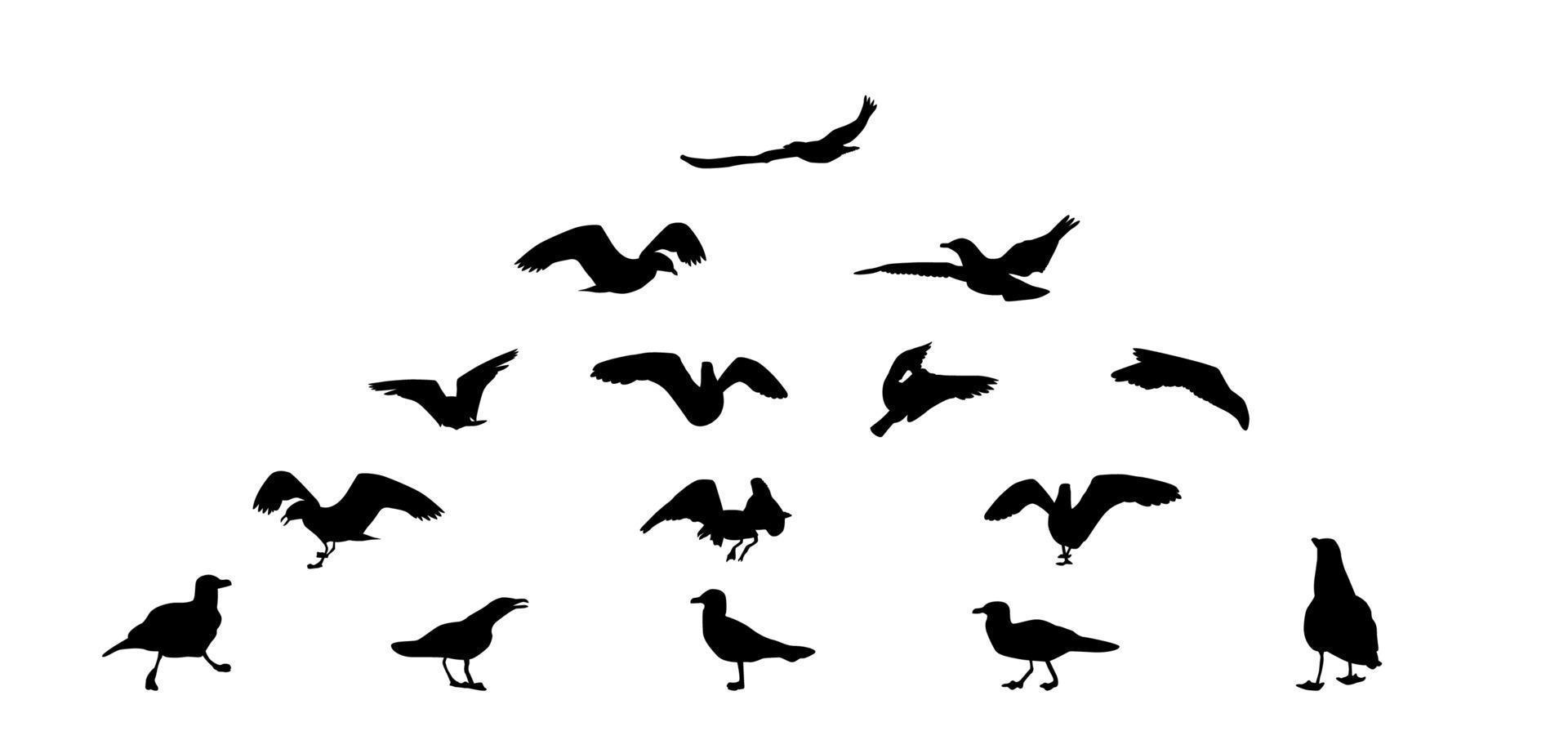 Set of different gull silhouettes. Flying, eating, going, taking off. vector