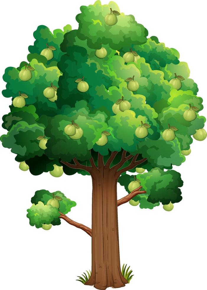 Árbol frutal de guayaba aislado sobre fondo blanco. vector