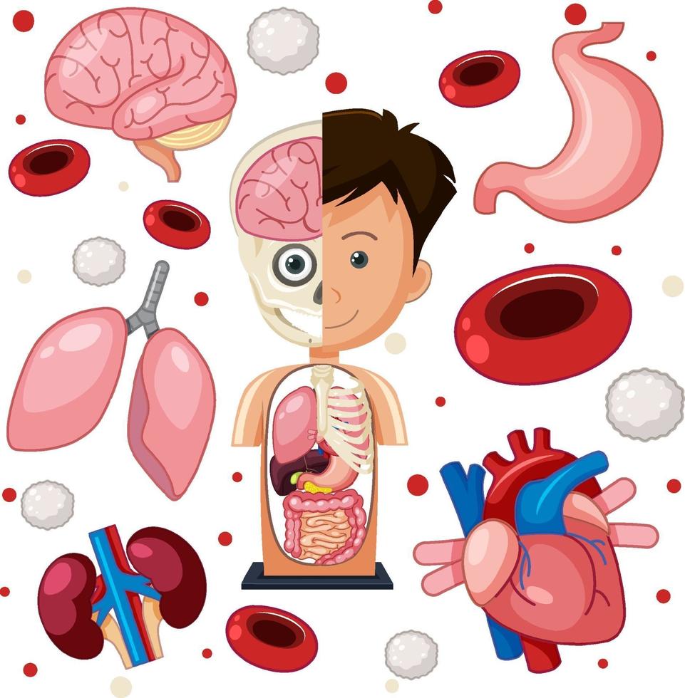 Human parts anatomy objects vector