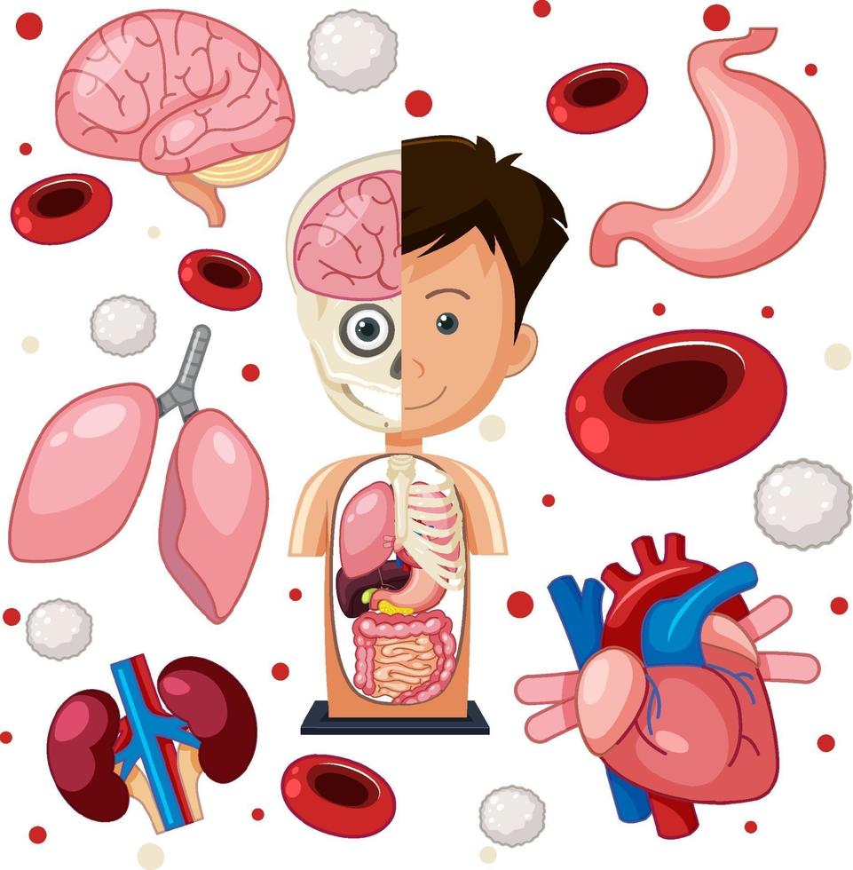 objetos de anatomía de partes humanas vector