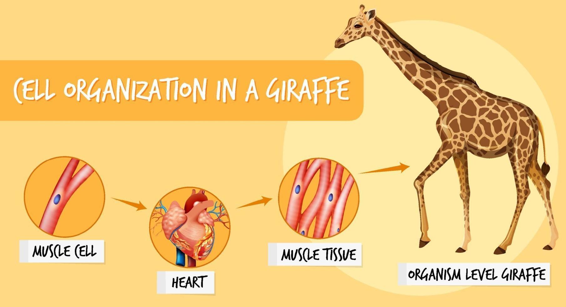 Diagram showing cell organization in a giraffe vector