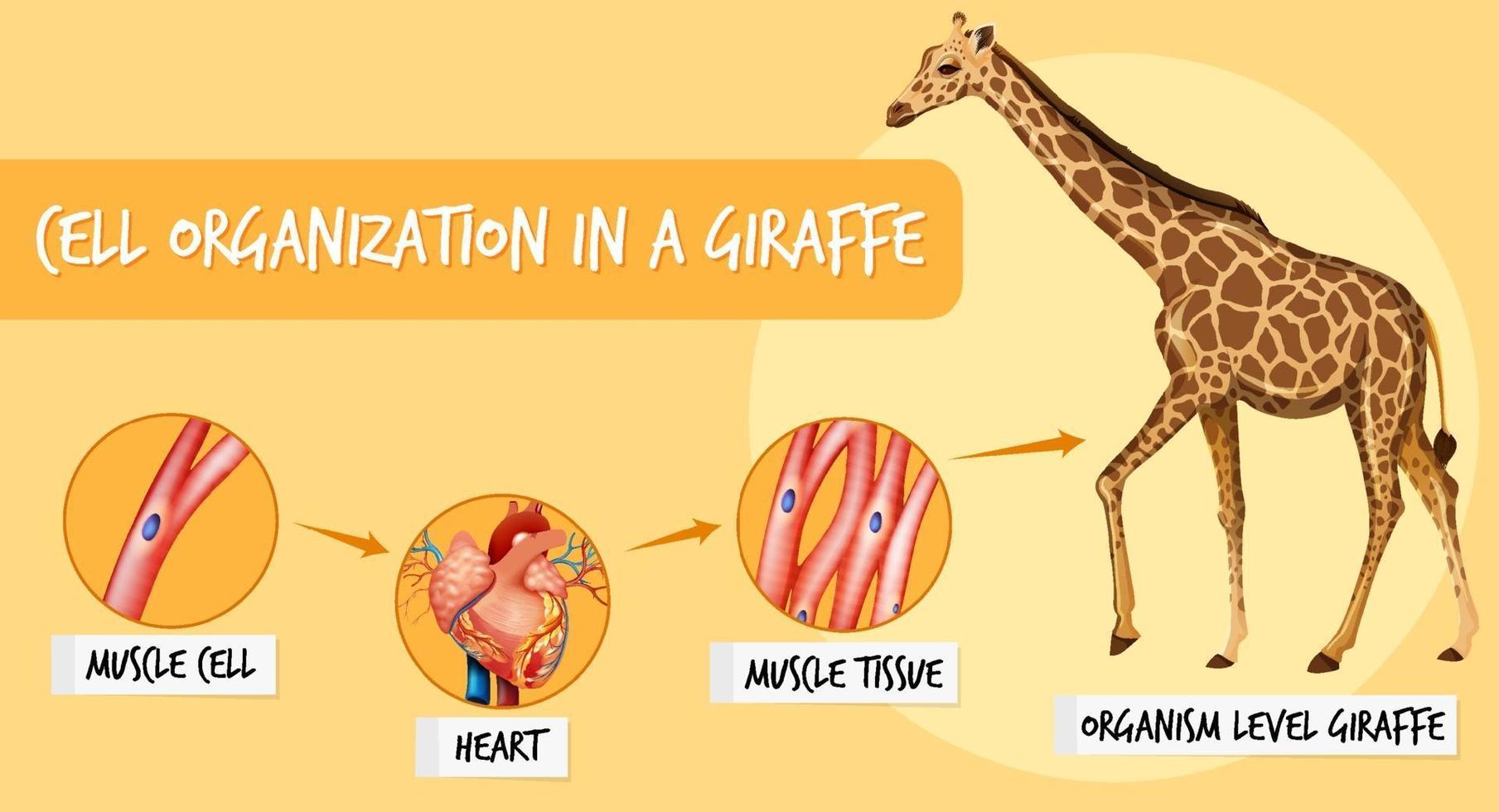 Diagrama que muestra la organización celular en una jirafa. vector