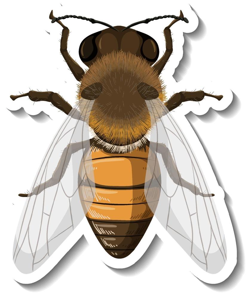 A sticker template with top view of honey bee isolated vector