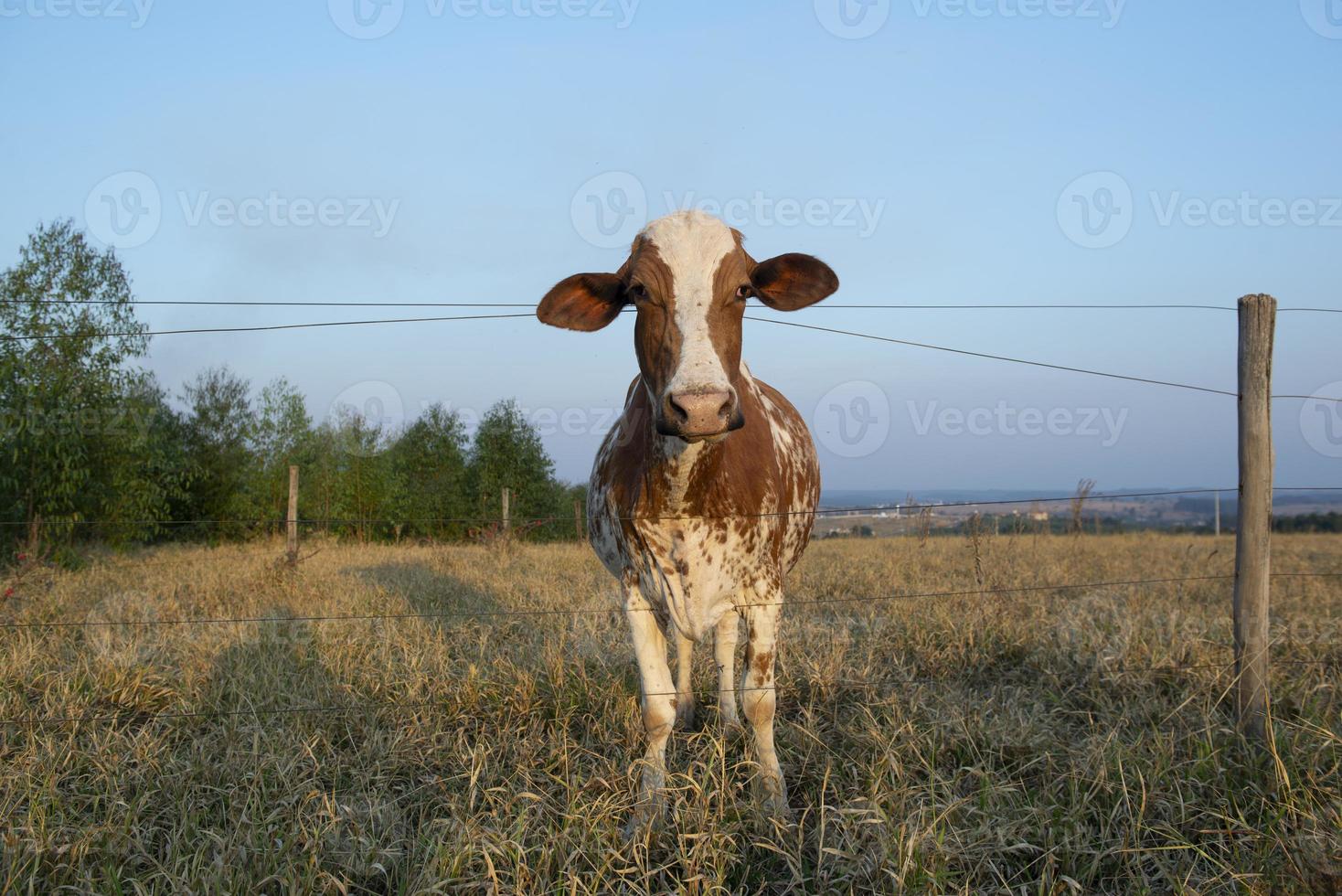 Close up of beautiful brown and white spotted Dutch cow photo