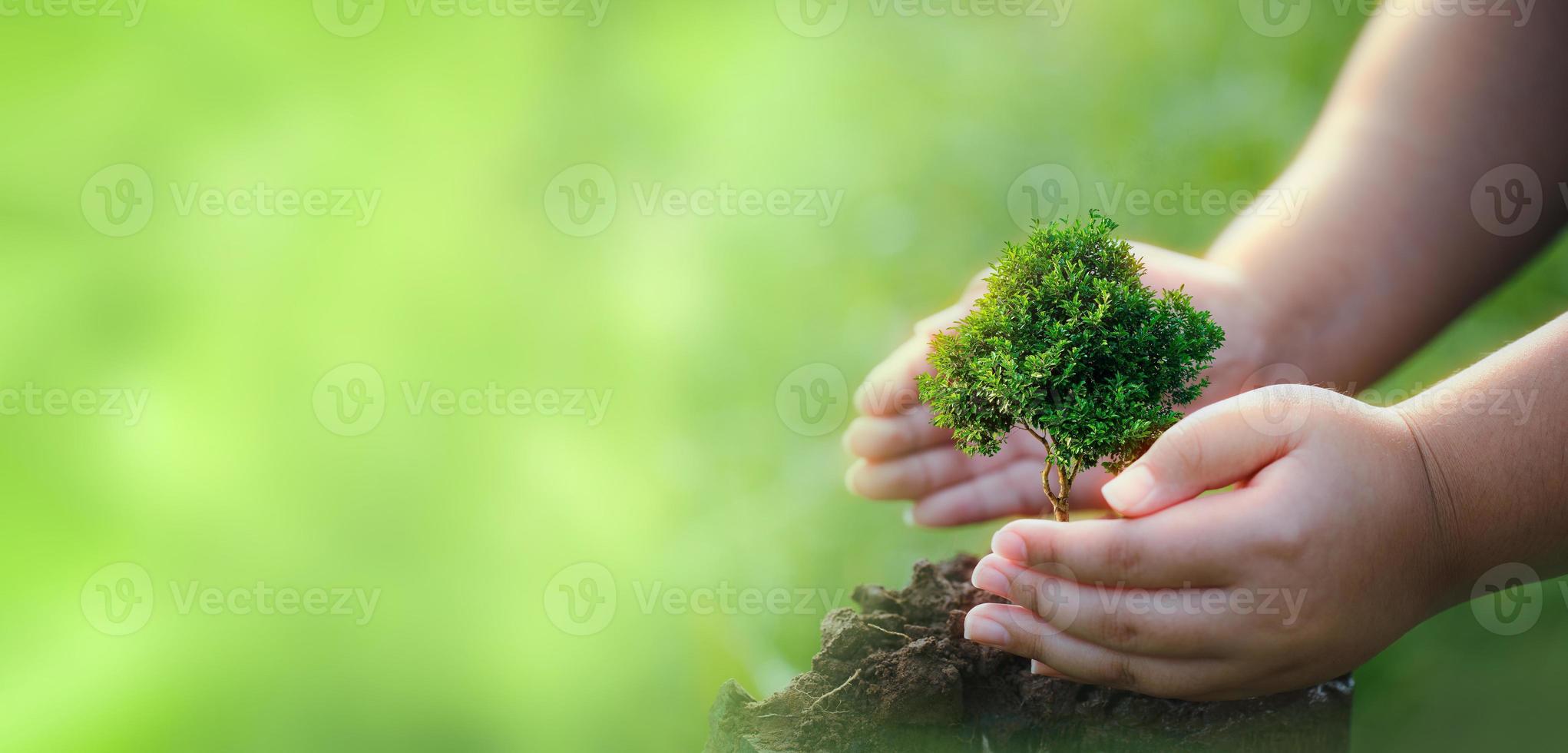 Concepto de RSE y plantación empresarial de árboles jóvenes. foto