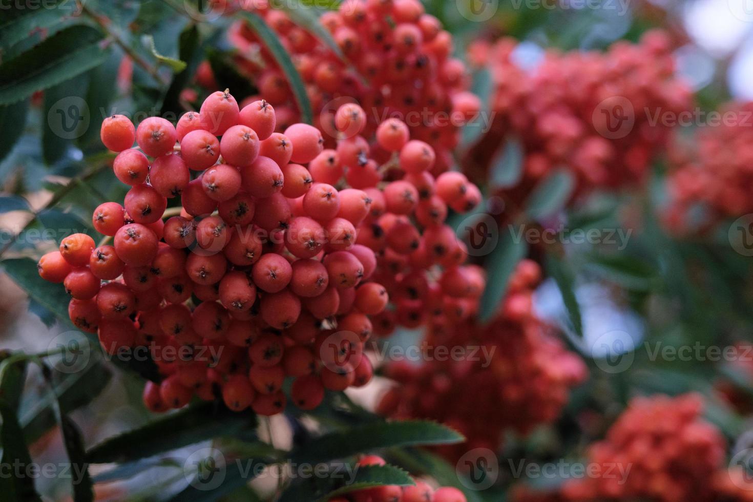 Red berries with green leaves photo