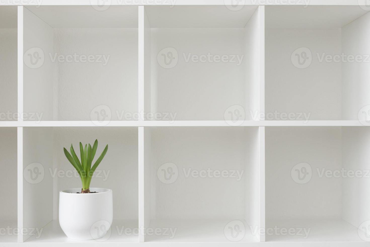 Hyacinth Plant in a White Pot. photo