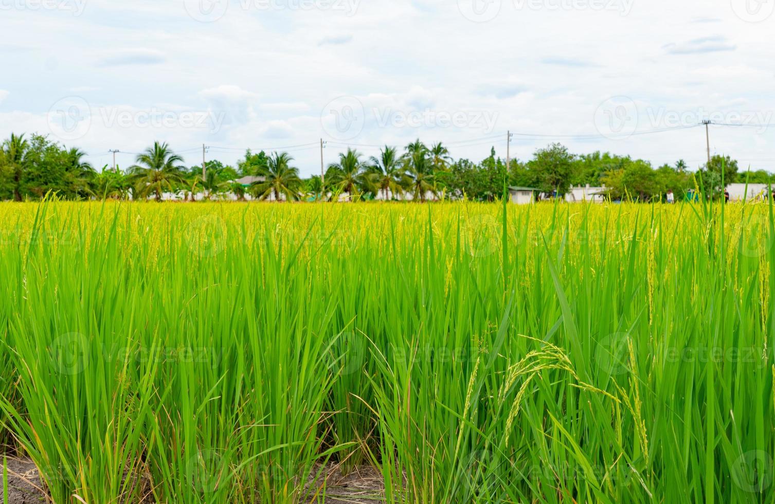 Golden rice paddy photo