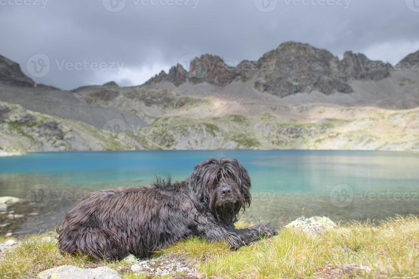 Perro pastor de montaña cerca de un lago alpino foto