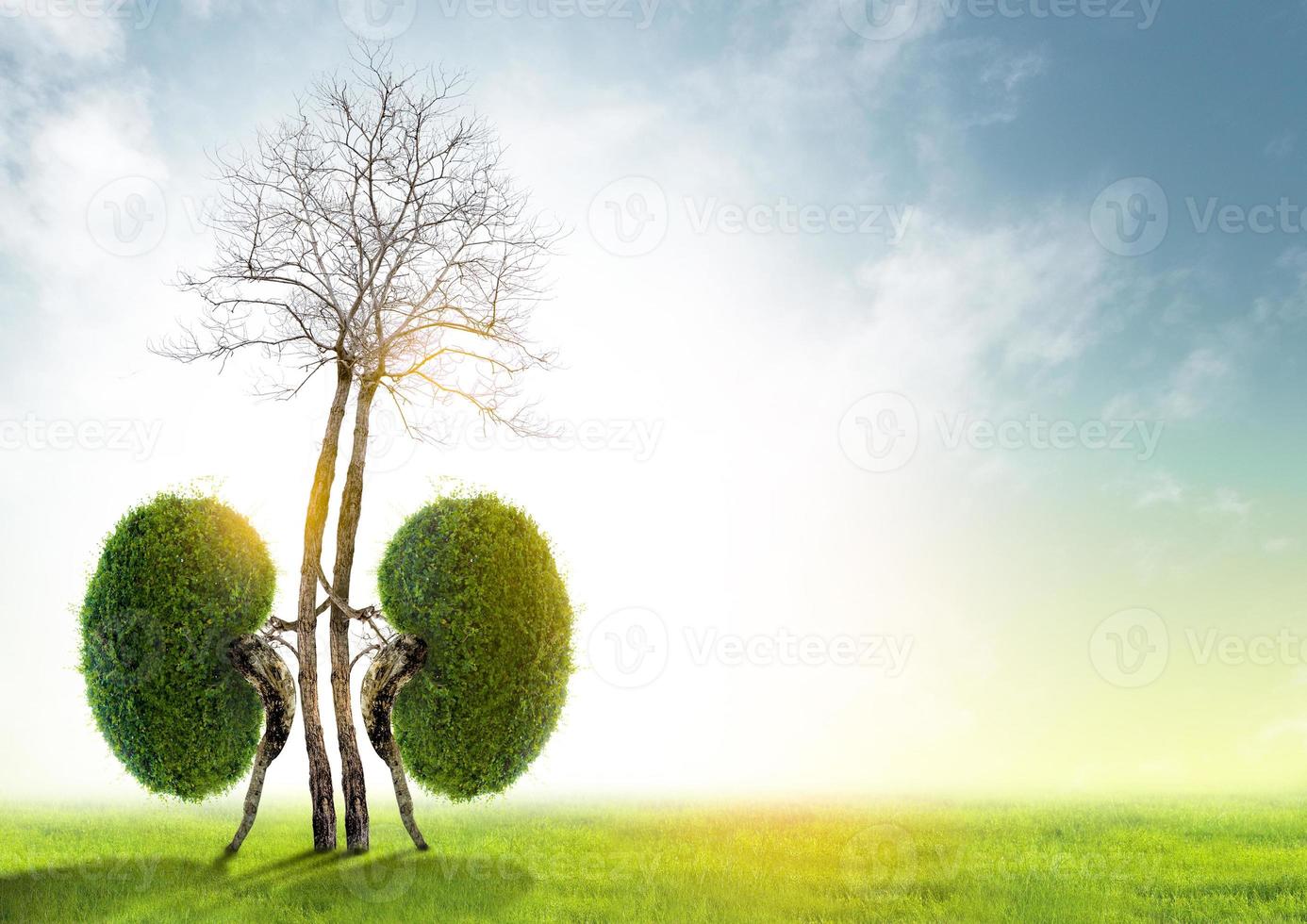 Trees  kidneys  3D environmental and medical concepts photo