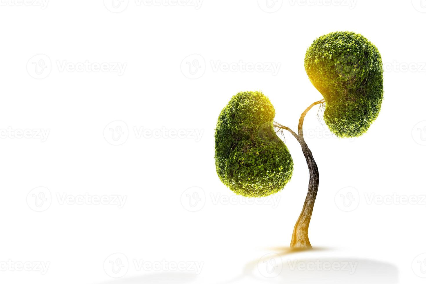 Trees  kidneys  3D environmental and medical concepts photo