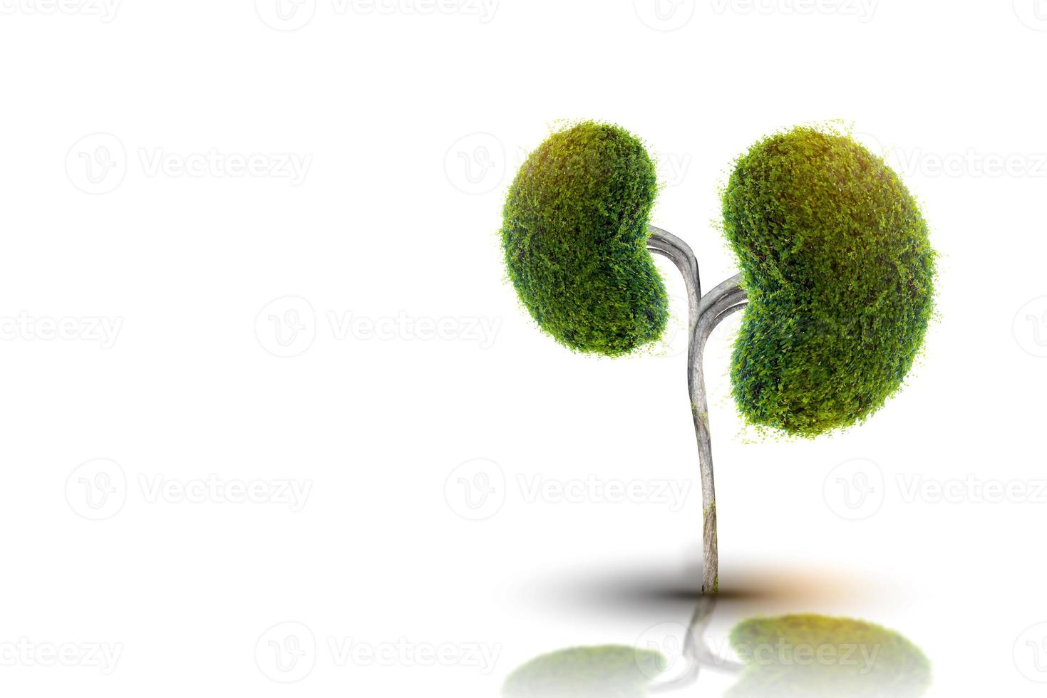 Trees  kidneys  3D environmental and medical concepts photo