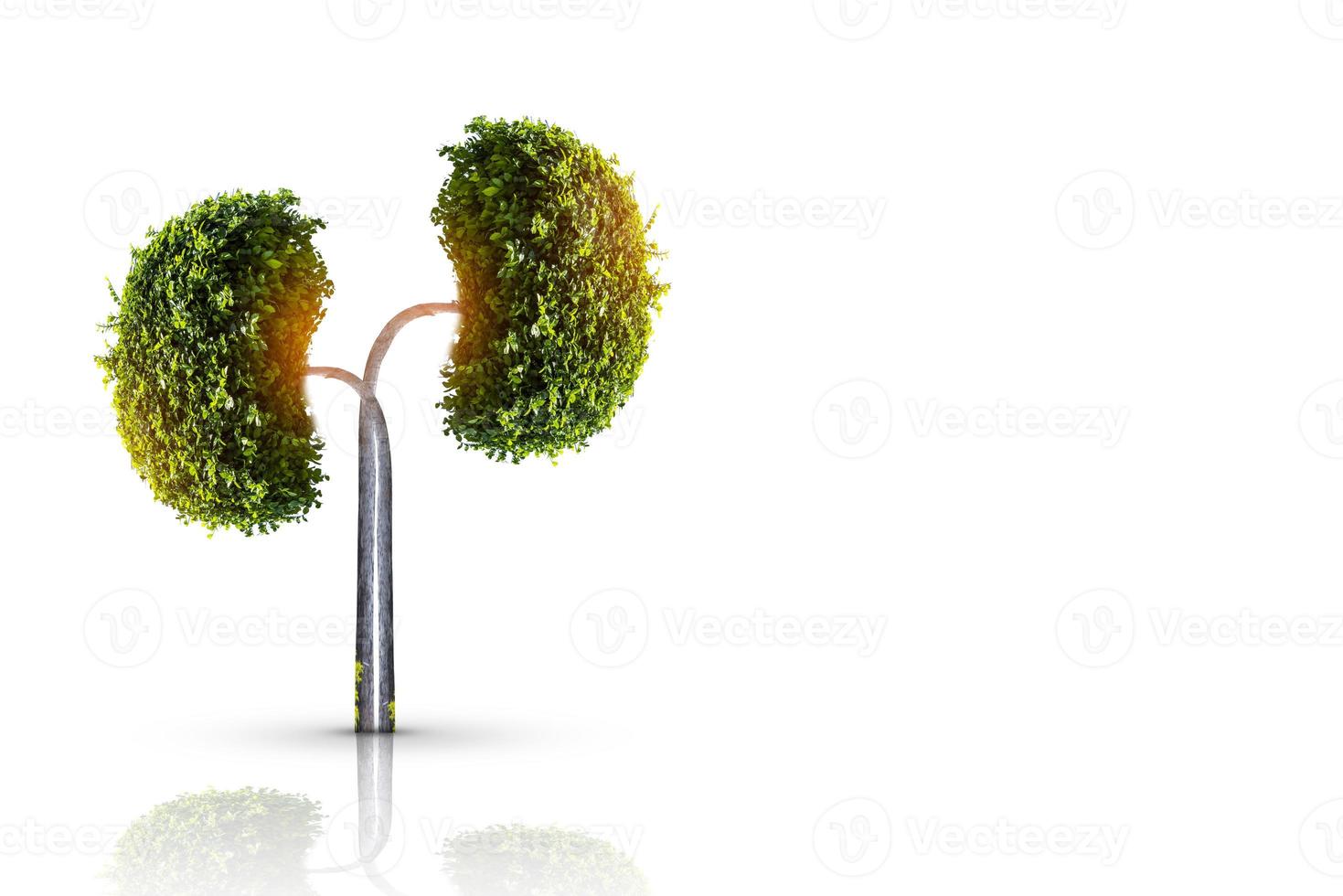 Trees  kidneys  3D environmental and medical concepts photo