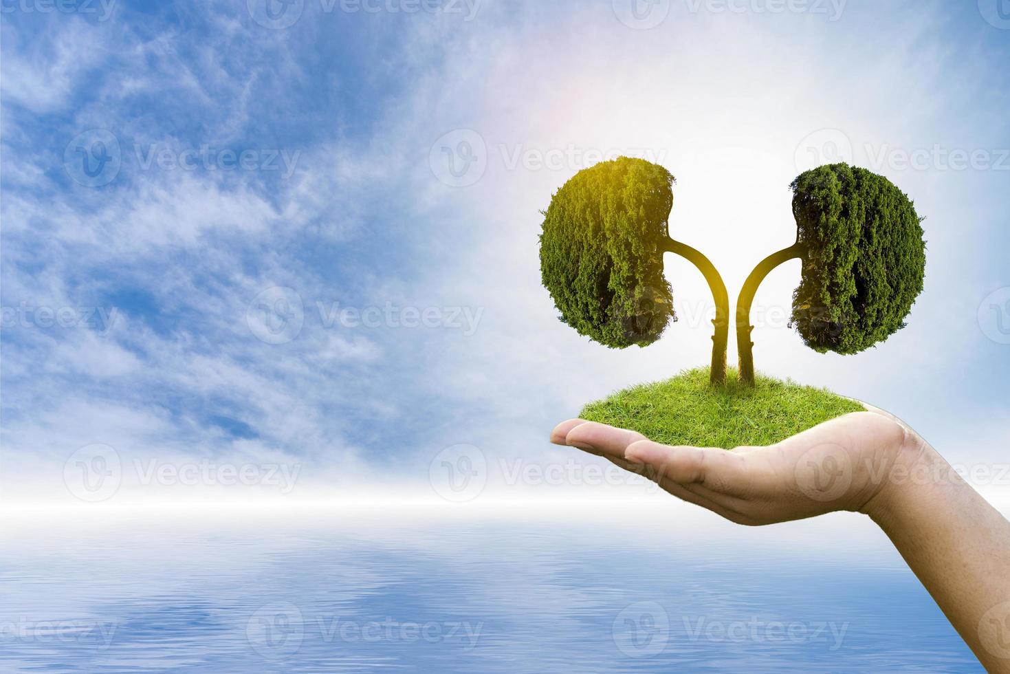 Trees  kidneys  3D environmental and medical concepts photo