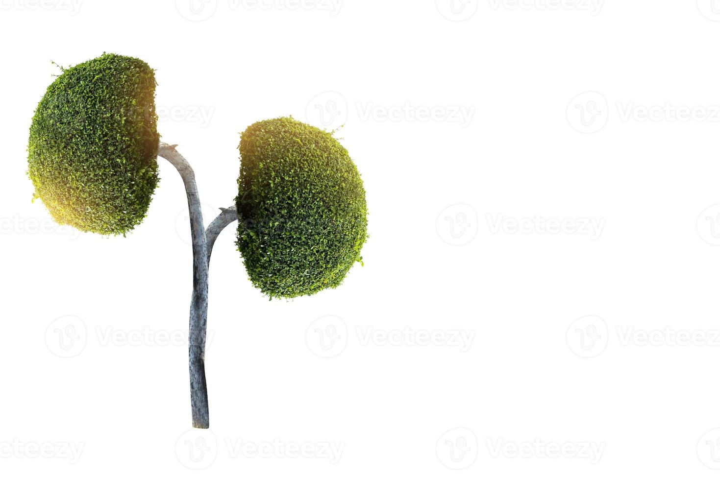 Trees  kidneys  3D environmental and medical concepts photo