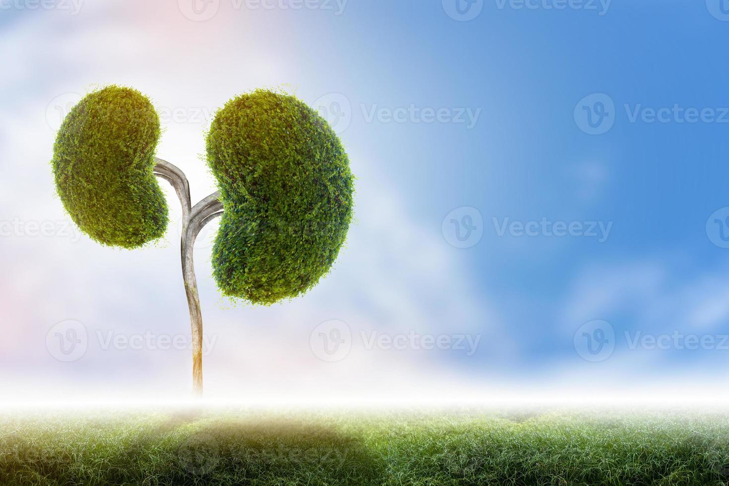 Trees  kidneys  3D environmental and medical concepts photo